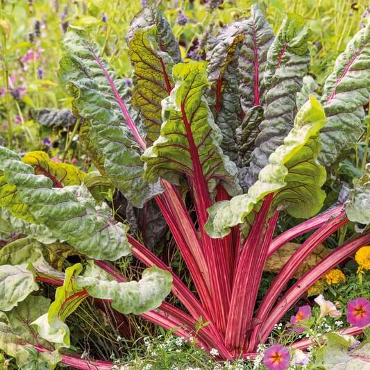 Swiss chard seeds - Vegetable Plant