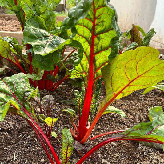 Swiss chard seeds - Vegetable Plant
