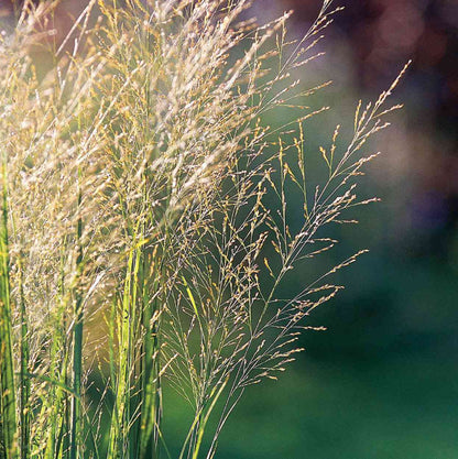 Switchgrass Seeds - Grass Seeds for Home Gardens