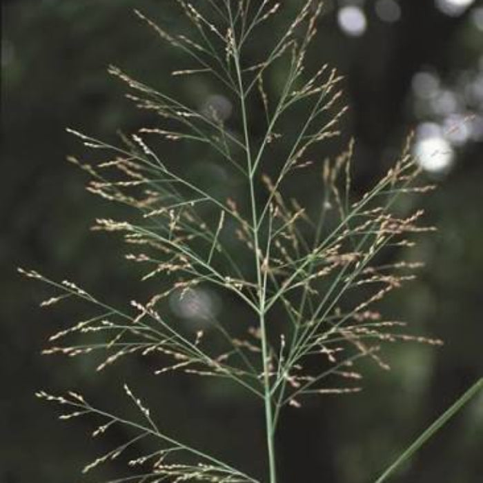 Switchgrass Seeds - Grass Seeds for Home Gardens
