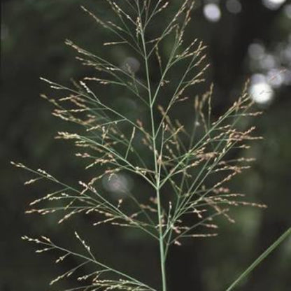 Switchgrass Seeds - Grass Seeds for Home Gardens