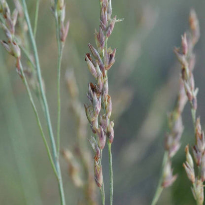 Switchgrass Seeds - Grass Seeds for Home Gardens