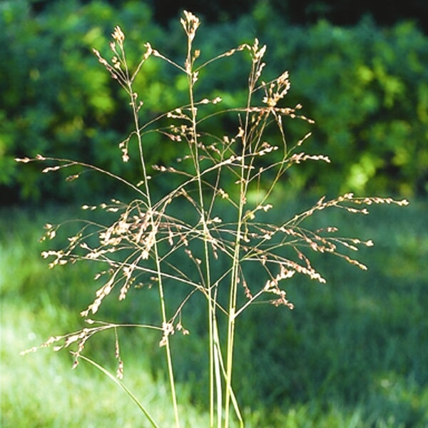Switchgrass Seeds - Grass Seeds for Home Gardens