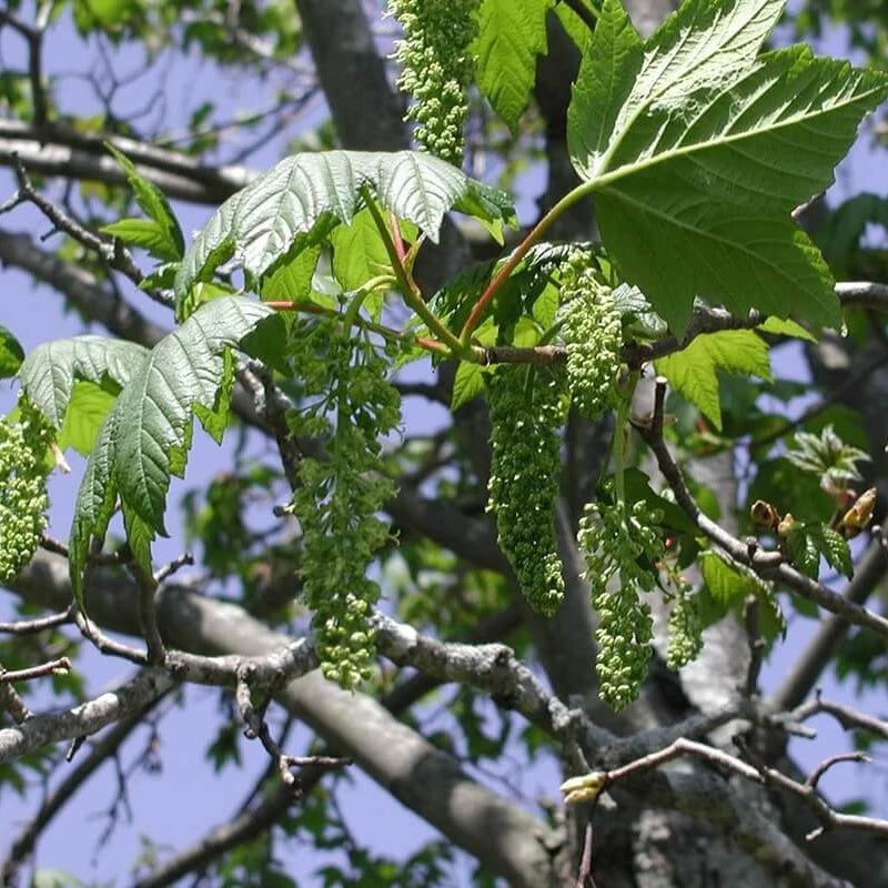 Sycamore Maple Seeds - Heirloom Flower Plant for Home Gardens