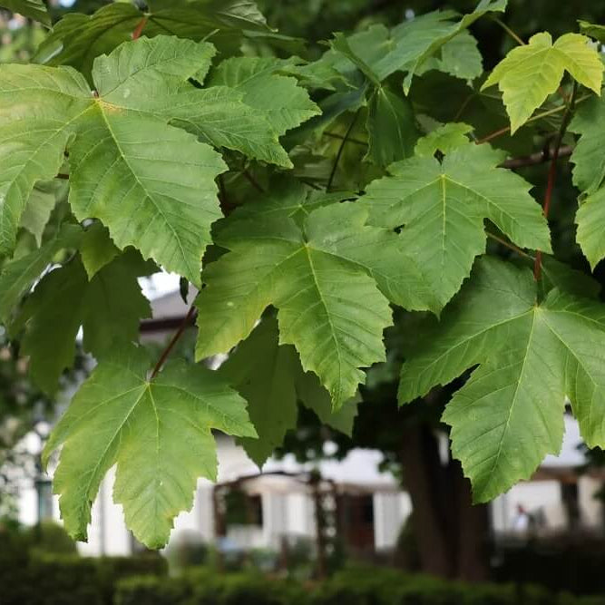Sycamore Maple Seeds - Heirloom Flower Plant for Home Gardens