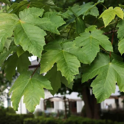 Sycamore Maple Seeds - Heirloom Flower Plant for Home Gardens