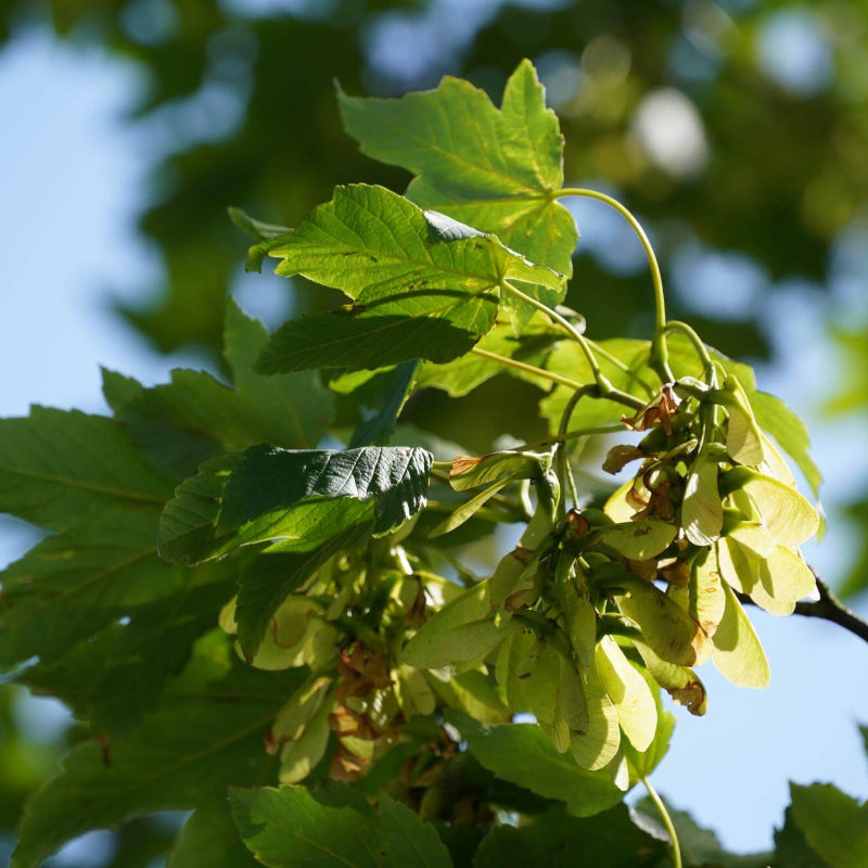 Sycamore Maple Seeds - Heirloom Flower Plant for Home Gardens