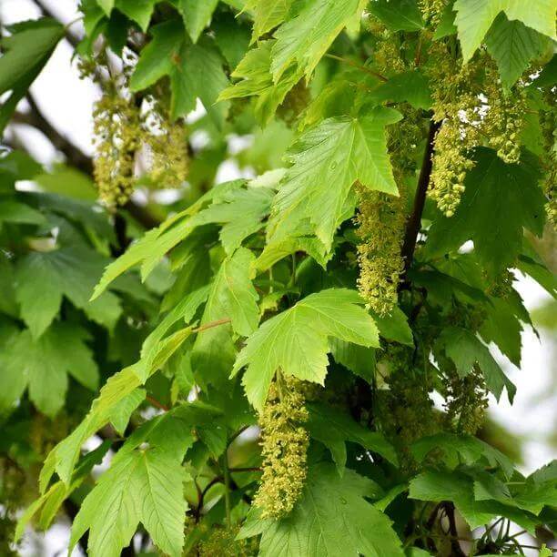 Sycamore Maple Seeds - Heirloom Flower Plant for Home Gardens