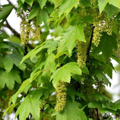 Sycamore Maple Seeds - Heirloom Flower Plant for Home Gardens
