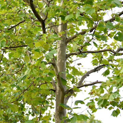 Sycamore Seeds - Heirloom Flower Plant for Home Gardens