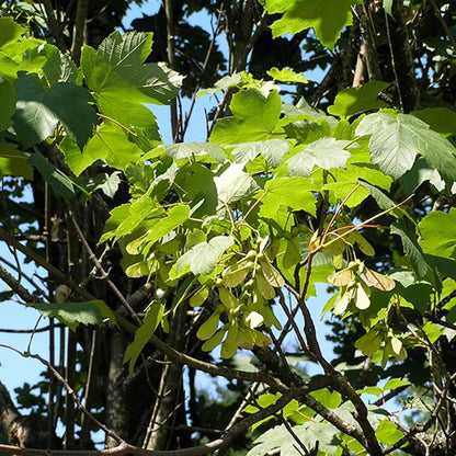 Sycamore Seeds - Heirloom Flower Plant for Home Gardens