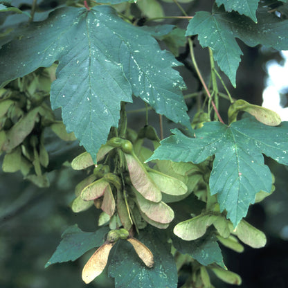 Sycamore Seeds - Heirloom Flower Plant for Home Gardens