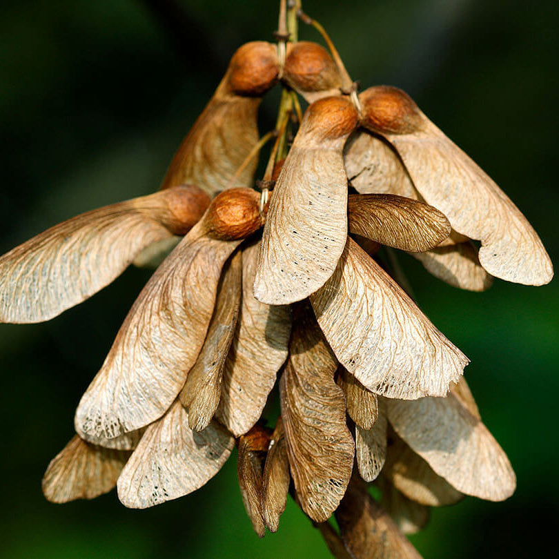Sycamore Seeds - Heirloom Flower Plant for Home Gardens