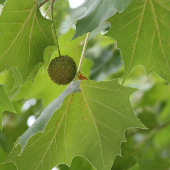 Sycamore Seeds for Sale - Heirloom Flower Plant for Home Gardens