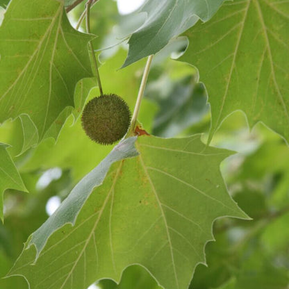 Sycamore Seeds for Sale - Heirloom Flower Plant for Home Gardens