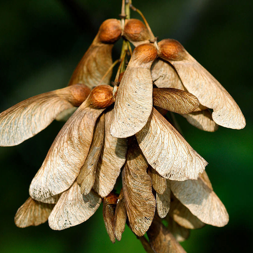 Sycamore Seeds for Sale - Heirloom Flower Plant for Home Gardens