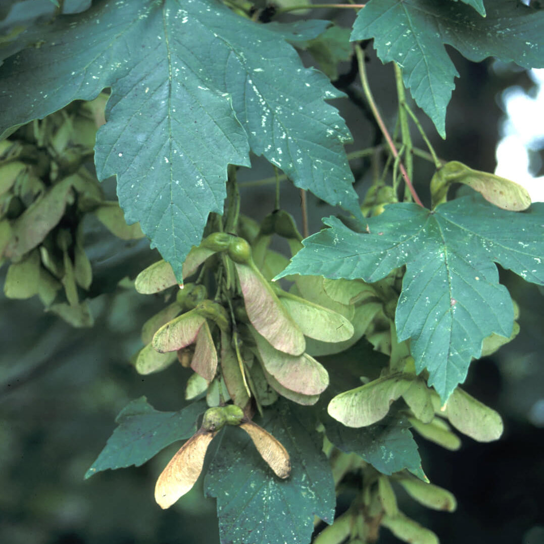 Sycamore Seeds for Sale - Heirloom Flower Plant for Home Gardens