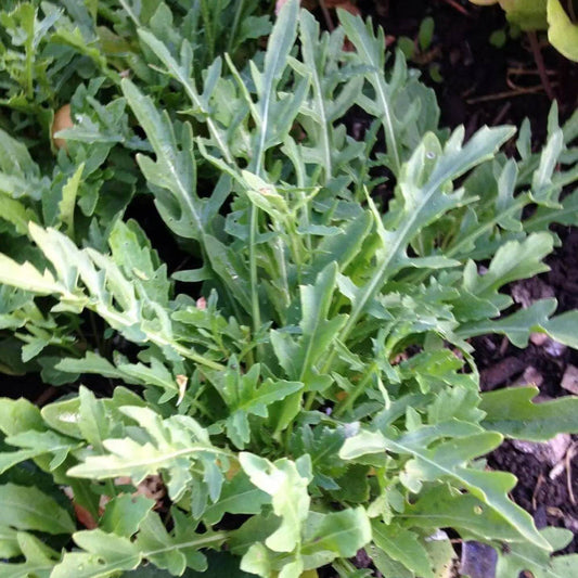 Sylvetta Arugula Seeds - Heirloom Vegetable Plant for Home Gardens