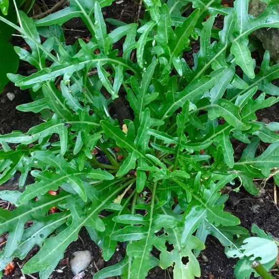Sylvetta Wild Arugula Seeds