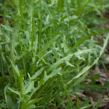 Sylvetta Wild Arugula Seeds