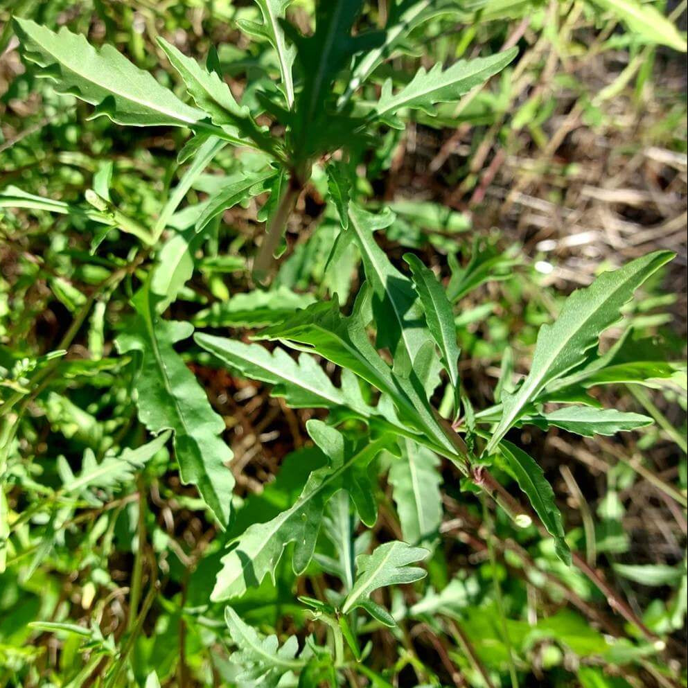 Sylvetta Wild Arugula Seeds