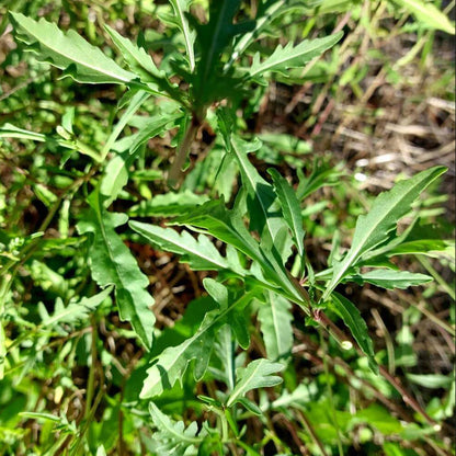 Sylvetta Wild Arugula Seeds