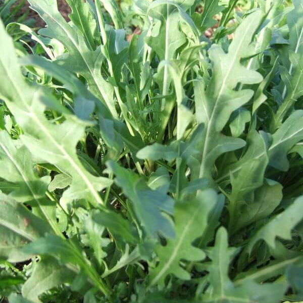 Sylvetta Wild Arugula Seeds