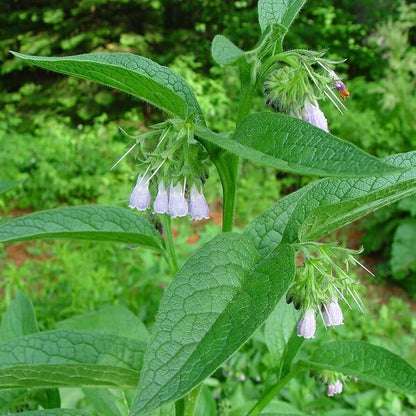 Symphytum Officinale Seeds