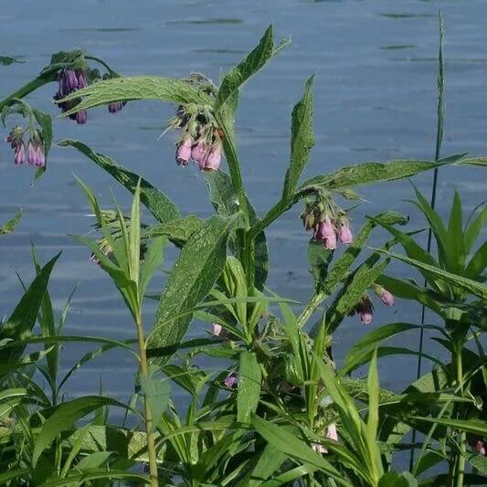Symphytum Officinale Seeds