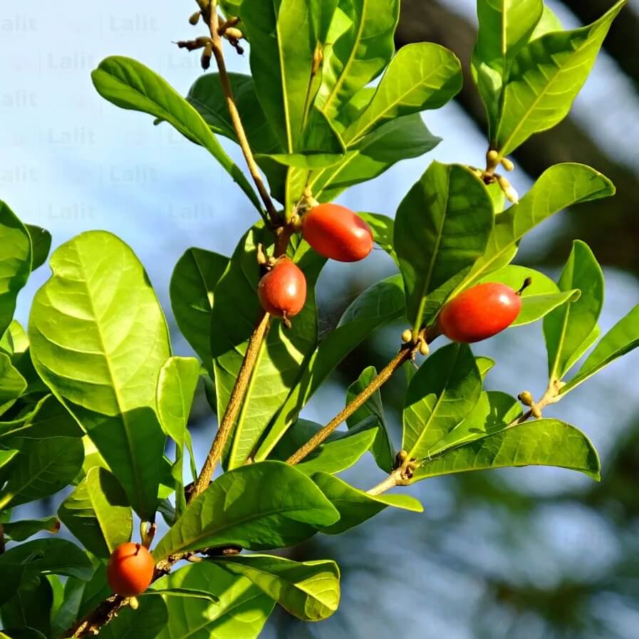 Synsepalum Dulcificum Seeds - Fruit Plant