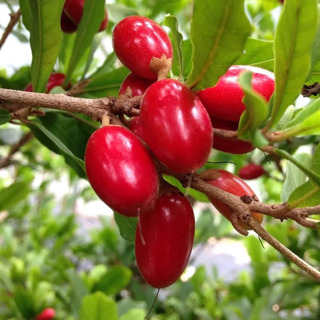 Synsepalum Dulcificum Seeds - Fruit Plant