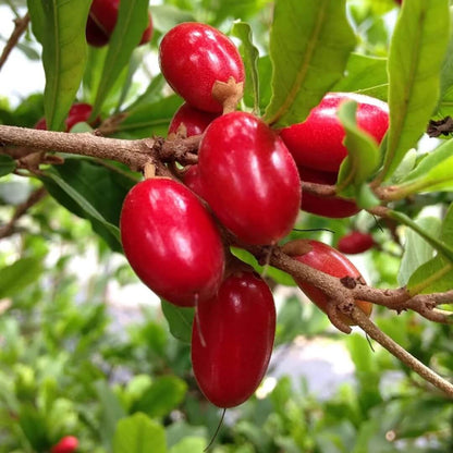 Synsepalum Dulcificum Seeds - Fruit Plant