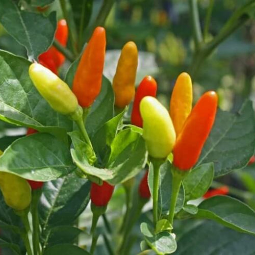 Tabasco Pepper Seeds  - Vegetable Plant