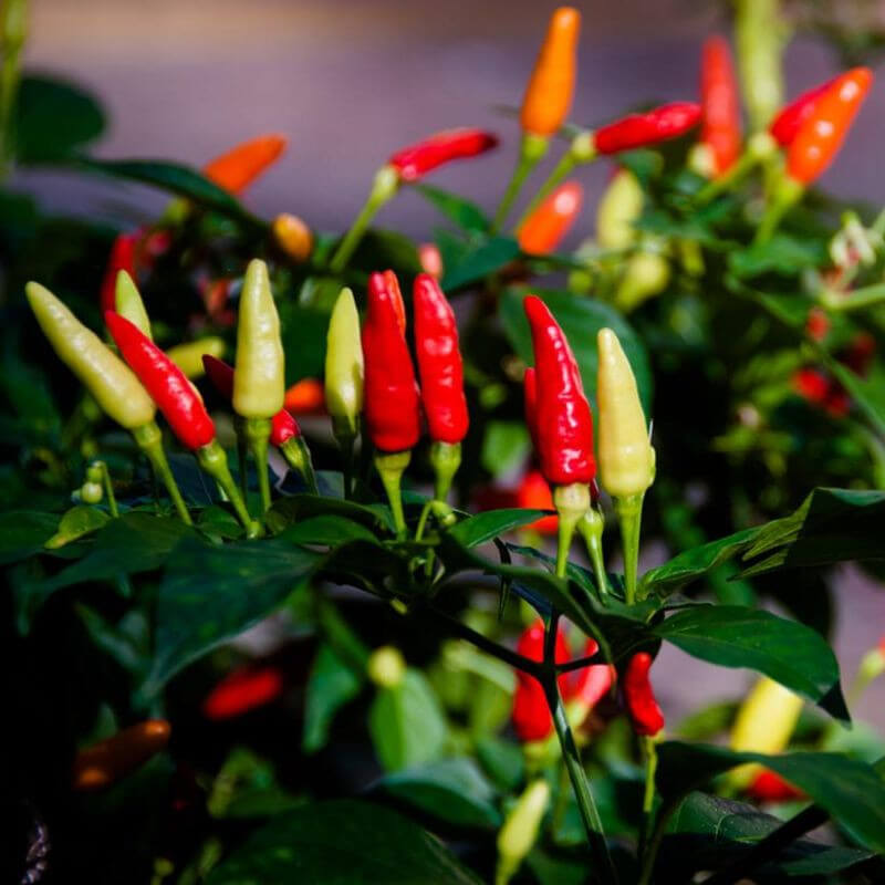 Tabasco Pepper Seeds  - Vegetable Plant