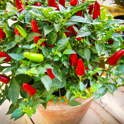 Tabasco Pepper Seeds  - Vegetable Plant