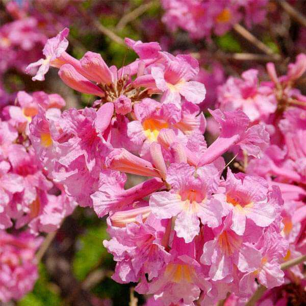 Tabebuia Seeds - All In One For Home Gardens