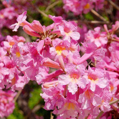 Tabebuia Seeds - All In One For Home Gardens