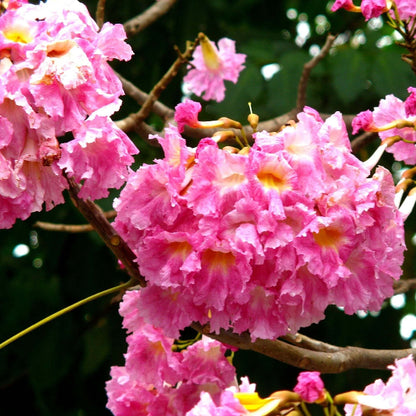 Tabebuia Seeds - All In One For Home Gardens