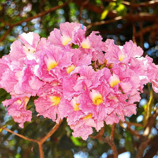 Tabebuia seeds - Flower Plant for Home Gardens