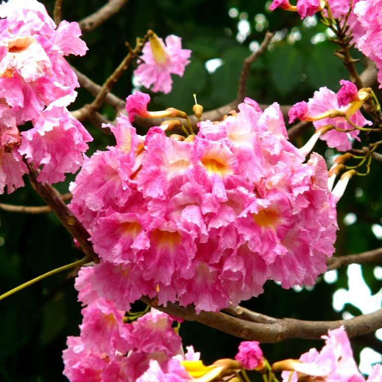 Tabebuia seeds - Flower Plant for Home Gardens