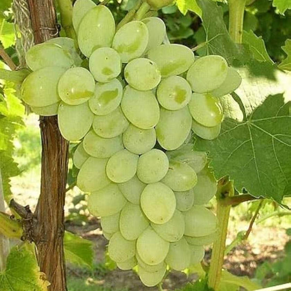 Table Grape Seeds - Fruit Plant