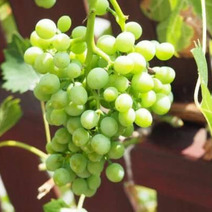 Table Grape Seeds - Fruit Plant