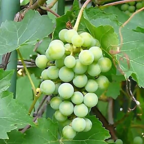 Table Grape Seeds - Fruit Plant