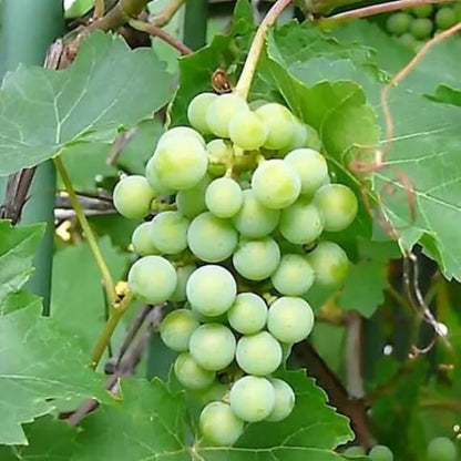 Table Grape Seeds - Fruit Plant