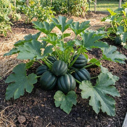 Table Queen Squash Seeds - Heirloom Vegetable Plant for Home Gardens