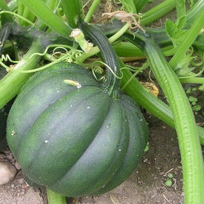 Table Queen Squash Seeds - Heirloom Vegetable Plant for Home Gardens