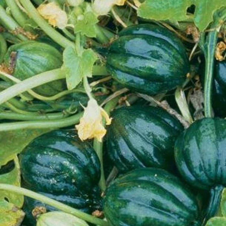 Table Queen Squash Seeds - Heirloom Vegetable Plant for Home Gardens