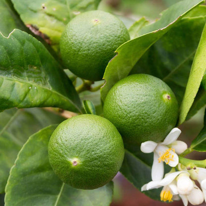 Tahitian Lime Seeds