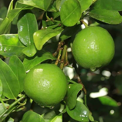 Tahitian Lime Seeds