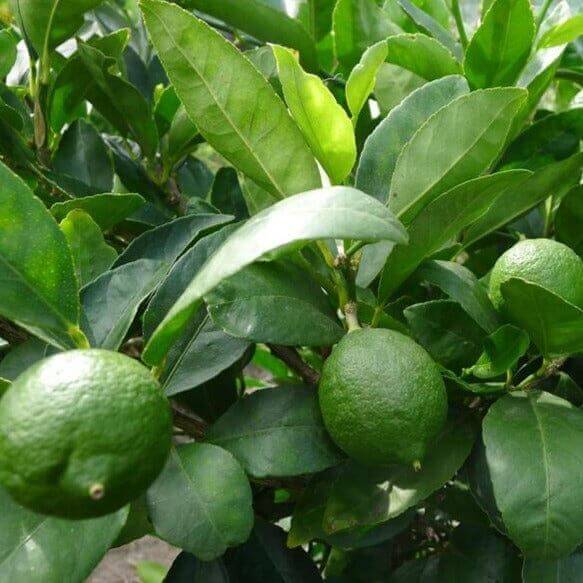 Tahitian Lime Seeds
